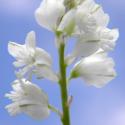 Img.VTax1461.Ex2.Img1
