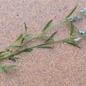 Img.VTax1465.Ex1.Img5