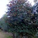 Img.VTax1475.Ex2.Img1