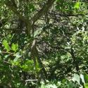 Img.VTax1484.Ex2.Img1