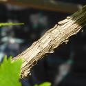 Img.VTax1487.Ex1.Img5