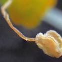 Img.VTax1487.Ex3.Img3