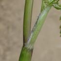 Img.VTax1518.Ex1.Img1