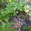 Img.VTax1524.Ex2.Img1