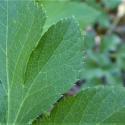 Img.VTax1524.Ex2.Img3