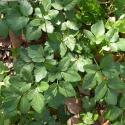 Img.VTax1524.Ex2.Img9
