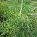 Img.VTax1556.Ex1.Img6