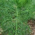Img.VTax1556.Ex1.Img7
