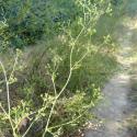 Img.VTax1584.Ex1.Img5
