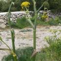 Img.VTax1599.Ex1.Img6