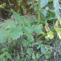 Img.VTax1611.Ex1.Img7