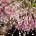 Img.VTax1619.Ex4.Img9