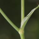 Img.VTax1632.Ex1.Img1