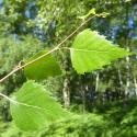 Img.VTax1645.Ex1.Img5