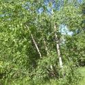 Img.VTax1645.Ex1.Img6