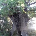 Img.VTax1660.Ex2.Img1