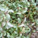 Img.VTax1686.Ex1.Img1