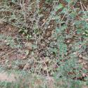 Img.VTax1729.Ex1.Img1