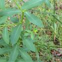 Img.VTax1752.Ex1.Img9