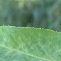 Img.VTax1752.Ex2.Img4