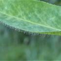 Img.VTax1752.Ex2.Img5