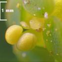 Img.VTax1753.Ex1.Img4