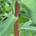 Img.VTax1754.Ex1.Img5