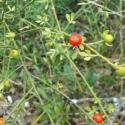 Img.VTax1774.Ex3.Img6