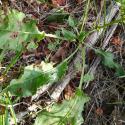 Img.VTax1807.Ex1.Img5