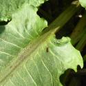 Img.VTax1807.Ex1.Img7