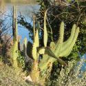 Img.VTax1845.Ex1.Img1