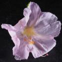 Img.VTax1849.Ex1.Img7