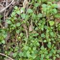 Img.VTax1906.Ex1.Img3