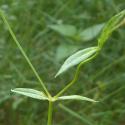 Img.VTax1909.Ex1.Img3