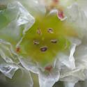 Img.VTax1955.Ex2.Img5