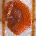 Img.VTax2013.Ex2.Img1