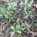 Img.VTax2033.Ex1.Img8