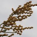 Img.VTax2080.Ex3.Img6