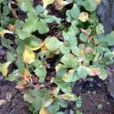 Img.VTax2165.Ex1.Img1