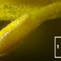 Img.VTax218.Ex2.Img7