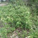 Img.VTax2242.Ex2.Img1