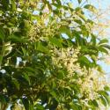 Img.VTax2243.Ex1.Img1