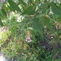 Img.VTax2252.Ex1.Img6