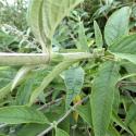 Img.VTax2252.Ex1.Img9