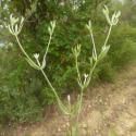 Img.VTax2264.Ex1.Img3