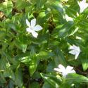 Img.VTax2289.Ex1.Img5