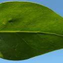 Img.VTax2290.Ex1.Img5
