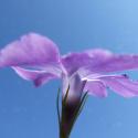 Img.VTax2290.Ex1.Img7