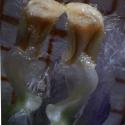 Img.VTax2290.Ex1.Img9