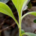 Img.VTax2322.Ex1.Img8
